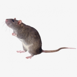 Mice Clipart Mouse Tail - Rat Png #693286 - Free Cliparts on ...