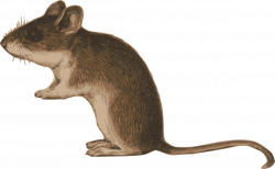 Dormouse,Muridae,Tail PNG Clipart - Royalty Free SVG / PNG