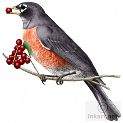 American Robin Drawing at GetDrawings.com | Free for personal use ...