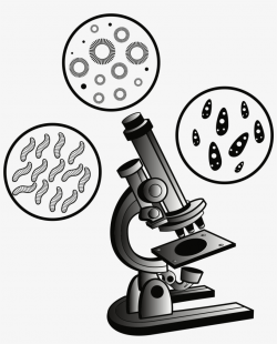 Big Image - Microscope Clipart Transparent PNG - 1987x2373 ...