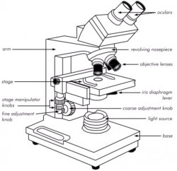 Binocular Microscope Sketch at PaintingValley.com | Explore ...