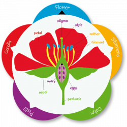 Flowercat Flower Parts Wheel