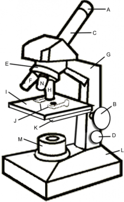 Compound light microscope clipart clipartfest 3 - ClipartBarn