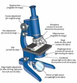 Compound light microscope diagram. | Mad scientist | Medical ...