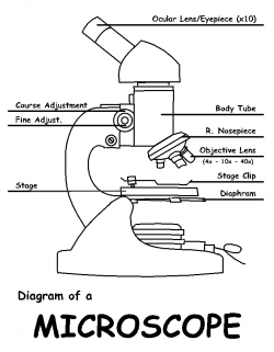 Free Microscope Drawing, Download Free Clip Art, Free Clip ...