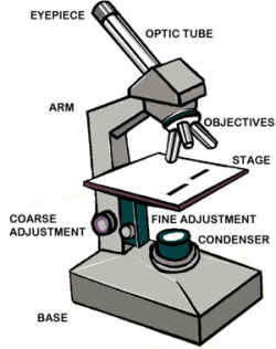 Parts Of A Microscope Drawing at PaintingValley.com ...