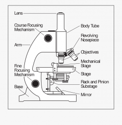 Clipart Microscope Parts Labeled - Find The Parts Of A ...