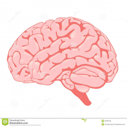 Pink Brain The Side View Royalty Free Stock Photos - Image ...