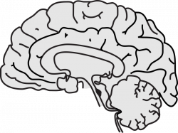 brain clipart images - HubPicture