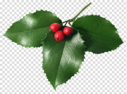 Christmas mistletoe , The Holly And The Ivy transparent ...