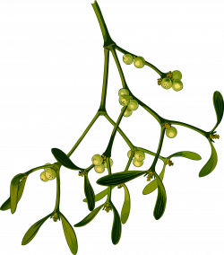 Clipart - Mistletoe (low resolution)