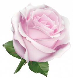 Large Soft Pink Rose PNG Clipart Image | розы | Pinterest | Clipart ...
