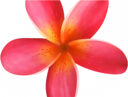 Exotic Clipart Moana - Tropical Flower Illustration Png ...