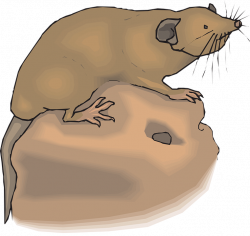 Collection of Mole Cliparts | Buy any image and use it for free ...