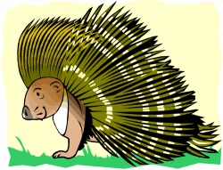 Porcupine Clipart Free | Free download best Porcupine Clipart Free ...
