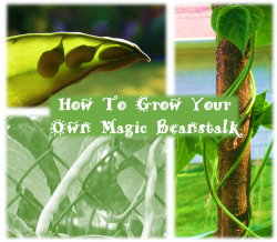 How To Grow Your Own Magic Beanstalk Rural Mom