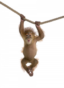 Monkey PNG Transparent Images | PNG All