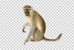 Vervet Monkey Orangutan Primate Ape PNG, Clipart, Animal ...