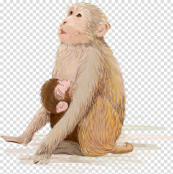 Beige primate art, Infant Monkey Breastfeeding Illustration ...