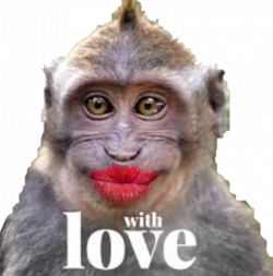 monkey monkeys kiss love funny funnymonkey funnymonkeyf...