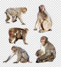 Japanese macaque Monkey , Different shapes of monkeys ...
