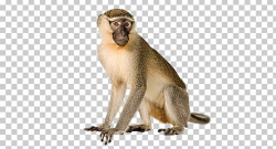 Primate Gorilla Vervet Monkey Old World Monkeys Portable ...