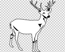 White-tailed Deer Moose Black And White PNG, Clipart, Antler ...