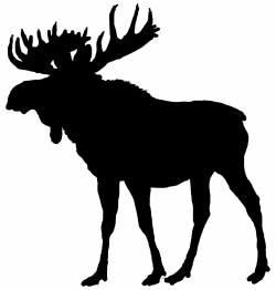 Moose,maine,new england,wildlife,animals - free photo from ...
