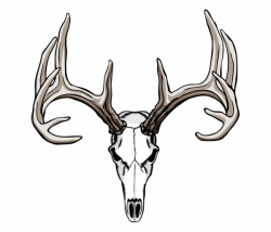 White-tailed deer Drawing Antler Skull - deer skull png ...