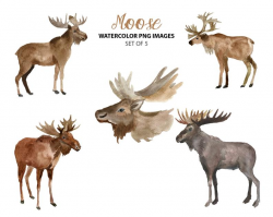 Watercolor moose clipart - Animal clip art - Wildlife graphics