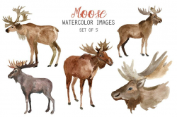 Watercolor Moose Clipart #high#quality#DPI#images | Art ...