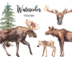 WATERCOLOR CLIPART, moose clipart, watercolour woodland animal deer clipart  set, commercial use, png files, clip art, png, digital, nursery