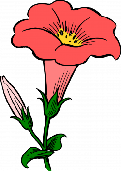 Clipart - Colored gamopetalous flower
