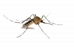 Mosquito PNG Transparent Images | PNG All