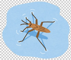 Fly Insect Water Striders アメンボ類 True Bugs PNG, Clipart ...