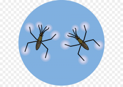 Mosquito Aquatic insect Water striders Illustration - water ...