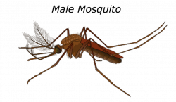 Collection of Mosquito Hawk Pictures | Buy any image and use it for ...