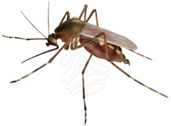 Clip art mosquito free clipart images - WikiClipArt
