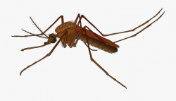 Mosquito Free To Use Clip Art - Mosquito Png #321864 - Free ...