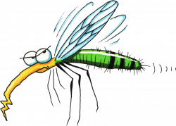 Mosquito Clipart Png