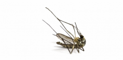 Mosquito Png Image - Dead Mosquito, Transparent Png Download ...
