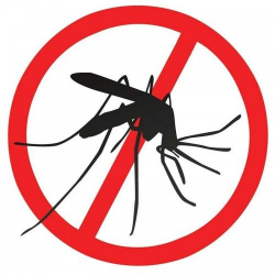 Danger of dengue fever in Lima? - PeruTelegraph
