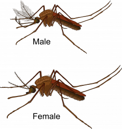Clipart - Aedes Mosquito Male and Female