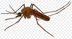 Mosquito Cartoon clipart - Wing, transparent clip art