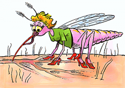 Well isn't she a pretty mosquito? | Silly Mosquito Jokes ...