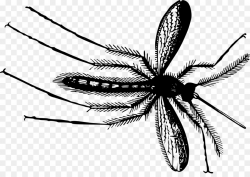 Mosquito Cartoon clipart - Line, Graphics, transparent clip art
