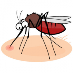 Bug Bites & Protection - Kids Plus Pediatrics