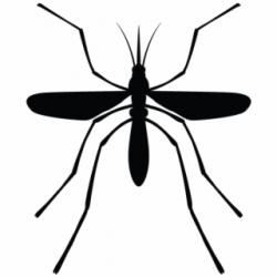 Mosquito Vector Png - mosquito png, Free PNG Images ...