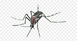 Mosquito Clipart Irritation - Mosquito - Png Download ...