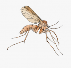 Mosquito Clip Art Free Clipart Images - Mosquito Net Clipart ...